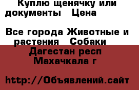 Куплю щенячку или документы › Цена ­ 3 000 - Все города Животные и растения » Собаки   . Дагестан респ.,Махачкала г.